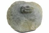 Rare Dechenella Trilobite - Scarce Species #354421-2